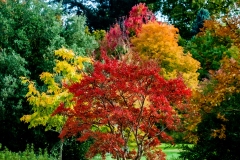 claude-G-automne-2