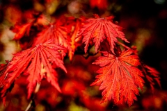claude-G-automne-3