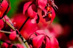 claude-G-automne-4