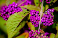 claude-G-automne-5