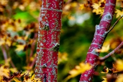 claude-G-automne-6