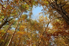 4-IMG_6886-copie