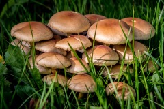 1-Champignons d'automne
