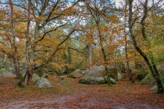 3-Les feuilles mortes