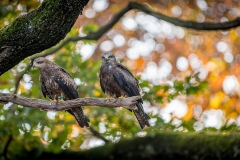 5-Aigles royaux