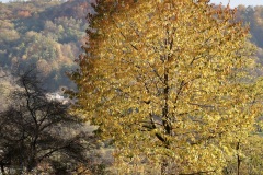 IMG_6571