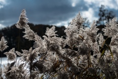 08112021-_RCM0961