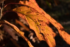 28102021-_RCM9491