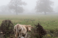 1 - Vache du matin...