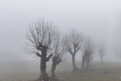3 - Brumes matinales