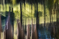 3 - Arboretum de Chatenay