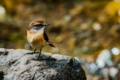Claude-G-petits-oiseaux-4