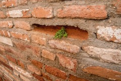 La nature gagne toujours