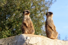 6-IMG_7600-copie