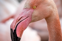 1-Flamants roses