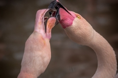 2-Flamants roses