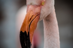 3-Flamants roses