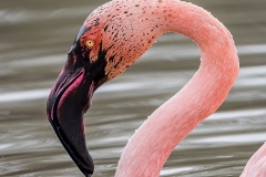 4-Flamants presque roses