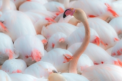 5-Flamants roses