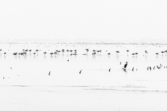 6-Flamants roses