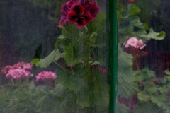 jardin botanique