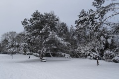 neige