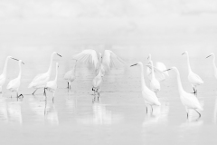 Jacques-Blanc-3
