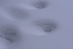 Theme-Blanc-2022-03-07-1