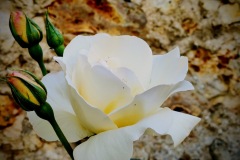 IMG_20200423_112046