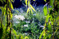 IMG_20210726_194658