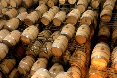 VIn-Vigne-3