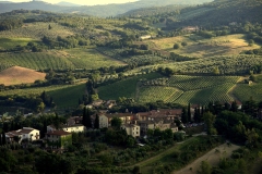 VIn-Vigne-5