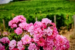 IMG_20200818_1406562