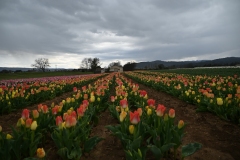 picod_fleur_11