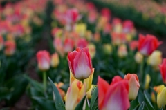 picod_fleur_12