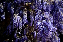 picod_fleur_13