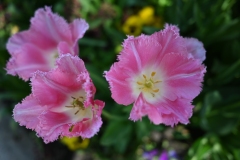 picod_fleur_14