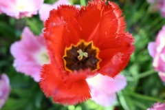 picod_fleur_15