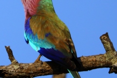 Oiseaux-dAfrique-du-Sud-2