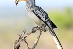 Oiseaux-dAfrique-du-Sud-3