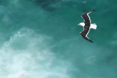 Oiseaux-dAfrique-du-Sud-4