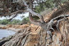 Perseverance-3
