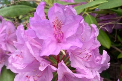 AC-Printemps-IMG_1134
