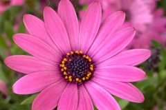 AC-Printemps-IMG_1137