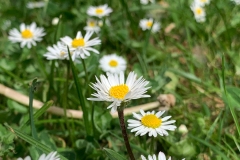 AC-Printemps-IMG_1139