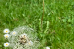 AC-Printemps-IMG_1140