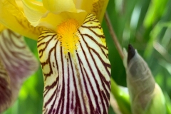 AC-Printemps-IMG_1142