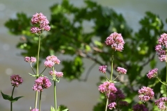picod_16-mai-22_11