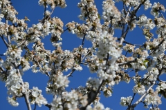 picod_16-mai-22_12