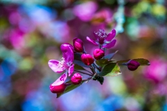 17042022-DSC_8176